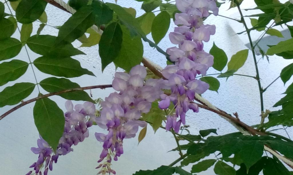 Hasayaki Homestay 三星郷 エクステリア 写真