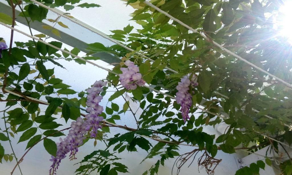Hasayaki Homestay 三星郷 エクステリア 写真